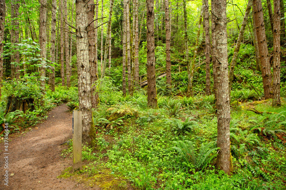 Hiking trail in green summer forest with sunshine, Vancouver Island, Bc Hiking trail in green summer forest with sunshine, Vancouver Island, Bc
