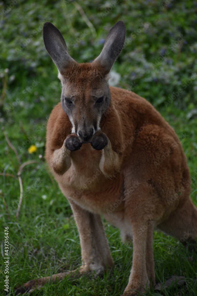 kangaroo in the grass kangaroo in the grass