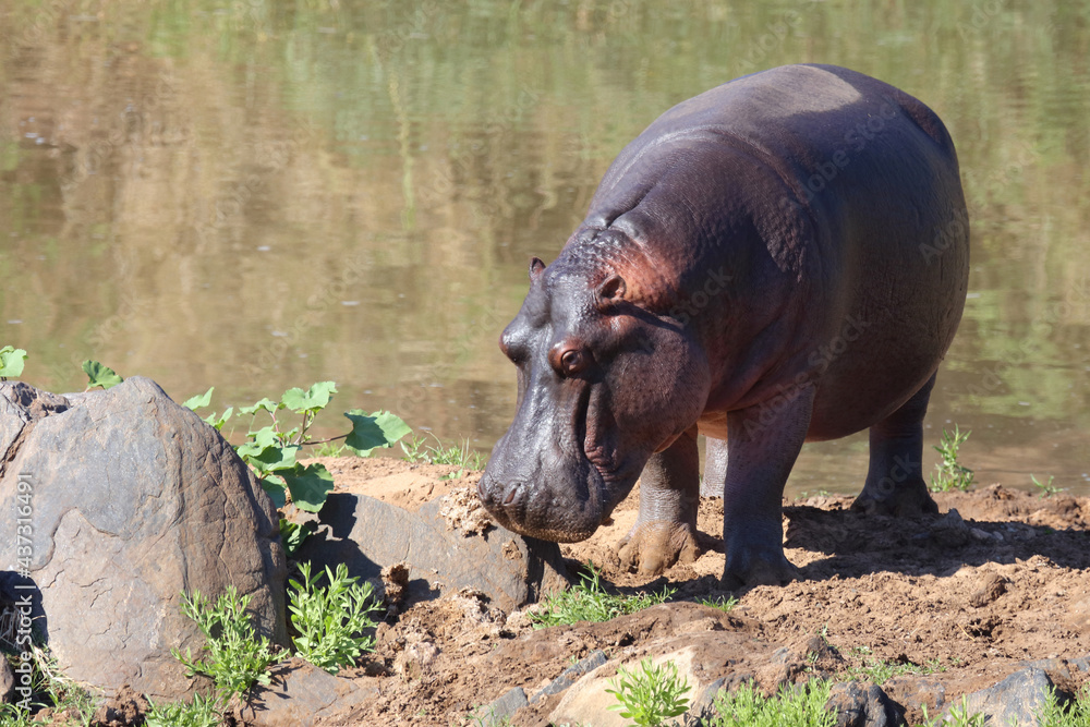 Flußpferd / Hippopotamus / Hippopotamus amphibius Flußpferd / Hippopotamus / Hippopotamus amphibius