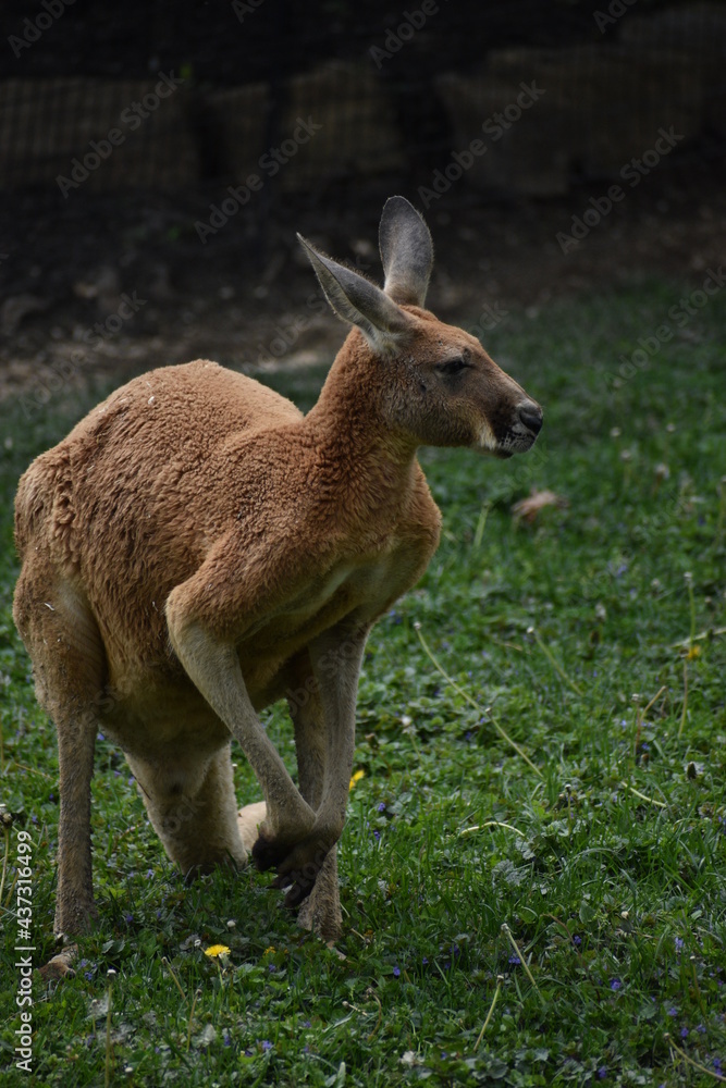 Fototapeta premium kangaroo in the grass