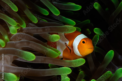 Anemonefish in colorful anemone
