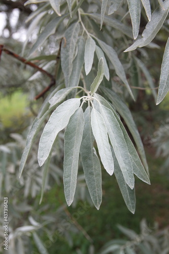 Elaeagnus commutata, the silverberry or wolf-willow, 
 species of Elaeagnus - branch with fruits and leaves, ornamental plant with edible fruits photo