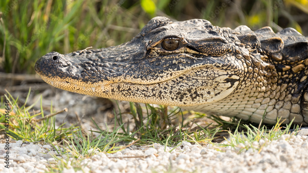 Fototapeta premium American Alligator