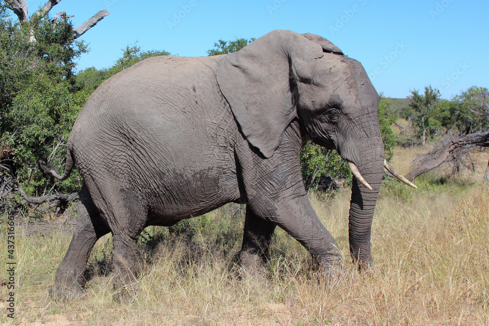 Obraz premium Afrikanischer Elefant / African elephant / Loxodonta africana