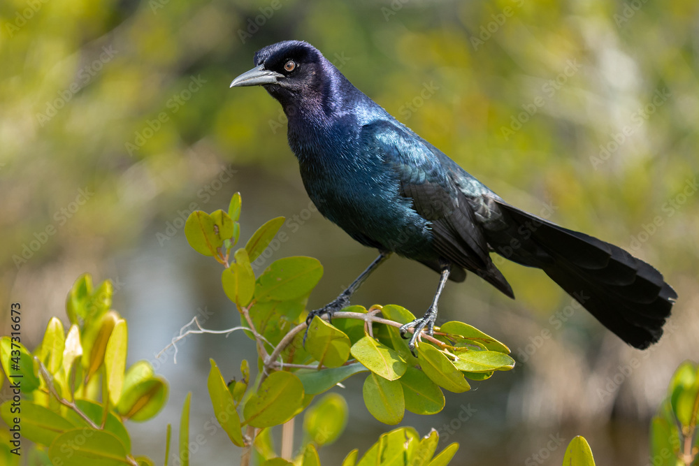 Boat-tailed Grackle Boat-tailed Grackle