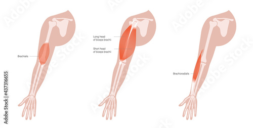 Human arm muscles