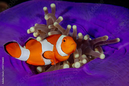 Anemonefish in colorful anemone photo