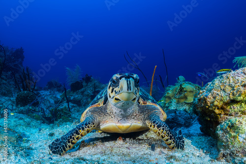 A hawksbill turtle next to some sponge on the reef. These turtles love to eat sponge so this guy is literally in his element photo