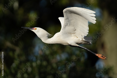 A cattle egret flying through the marsh photo