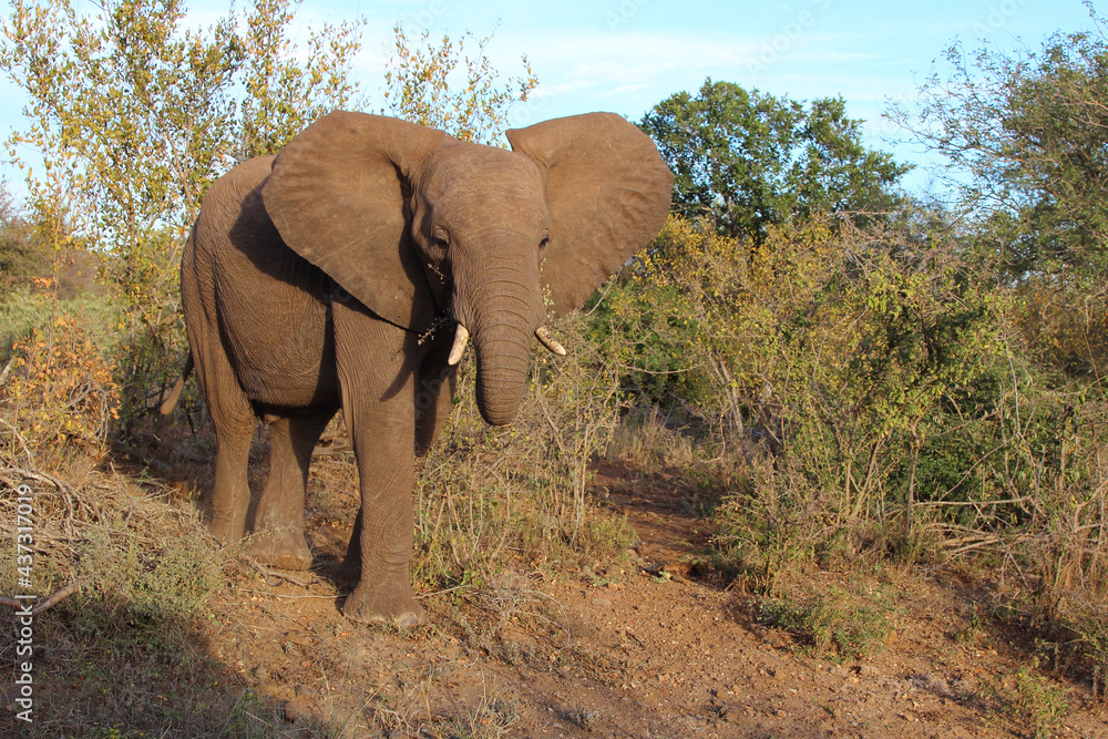 Obraz premium Afrikanischer Elefant / African elephant / Loxodonta africana