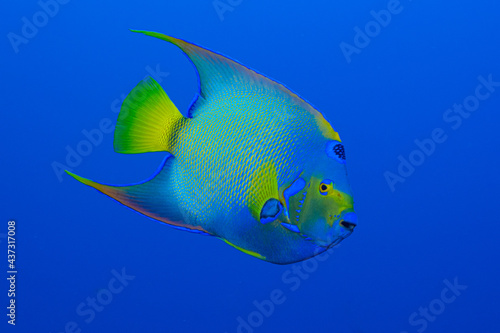A single queen angelfish shot against the blue backdrop of the Caribbean sea.  © drew