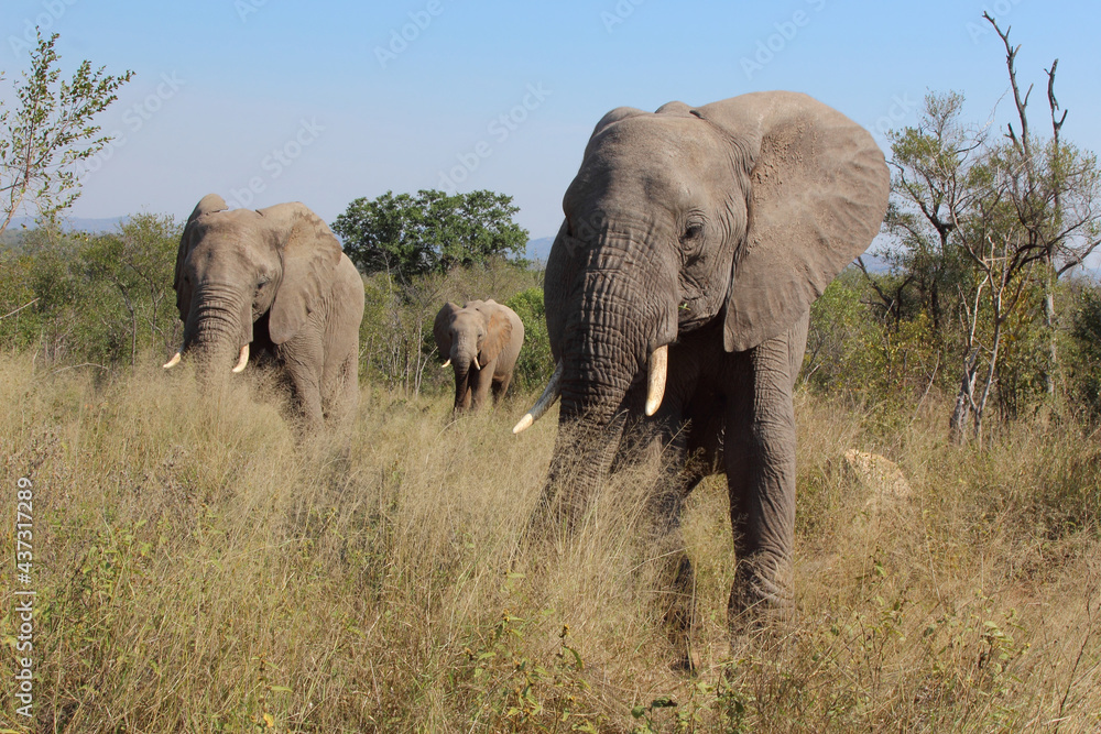 Obraz premium Afrikanischer Elefant / African elephant / Loxodonta africana