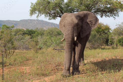 Afrikanischer Elefant   African elephant   Loxodonta africana