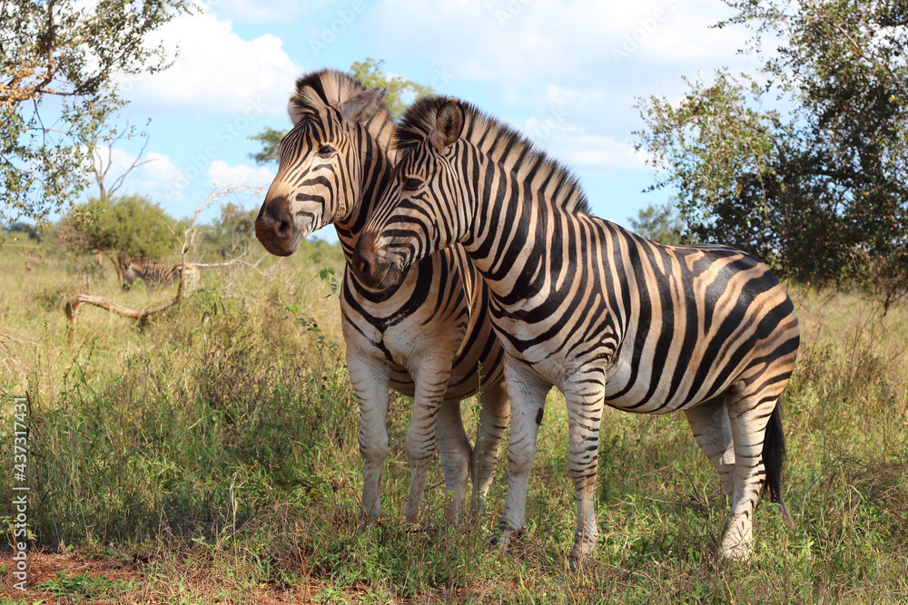 Fototapeta premium Steppenzebra / Burchell's zebra / Equus burchellii