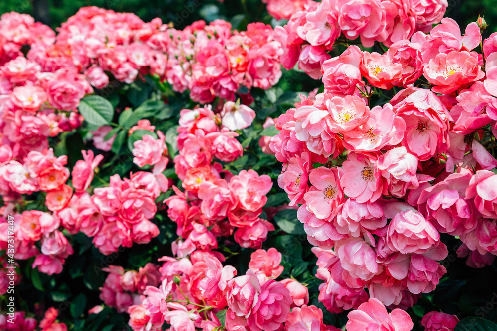 Pink rose wall at Ilsan Lake Park in Goyang, Korea Pink rose wall at Ilsan Lake Park in Goyang, Korea