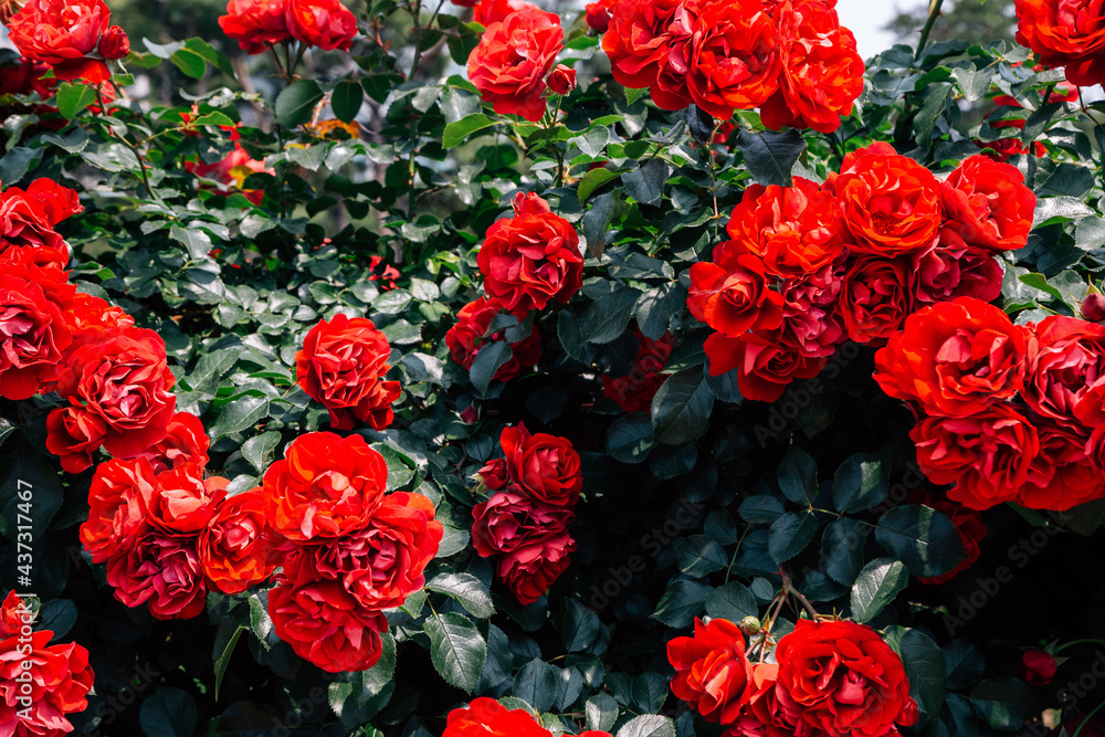 Red rose wall at Ilsan Lake Park in Goyang, Korea Red rose wall at Ilsan Lake Park in Goyang, Korea