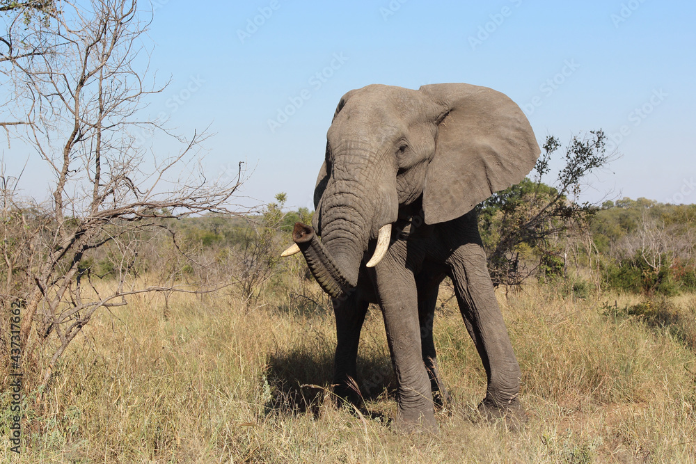 Afrikanischer Elefant / African elephant / Loxodonta africana Afrikanischer Elefant / African elephant / Loxodonta africana
