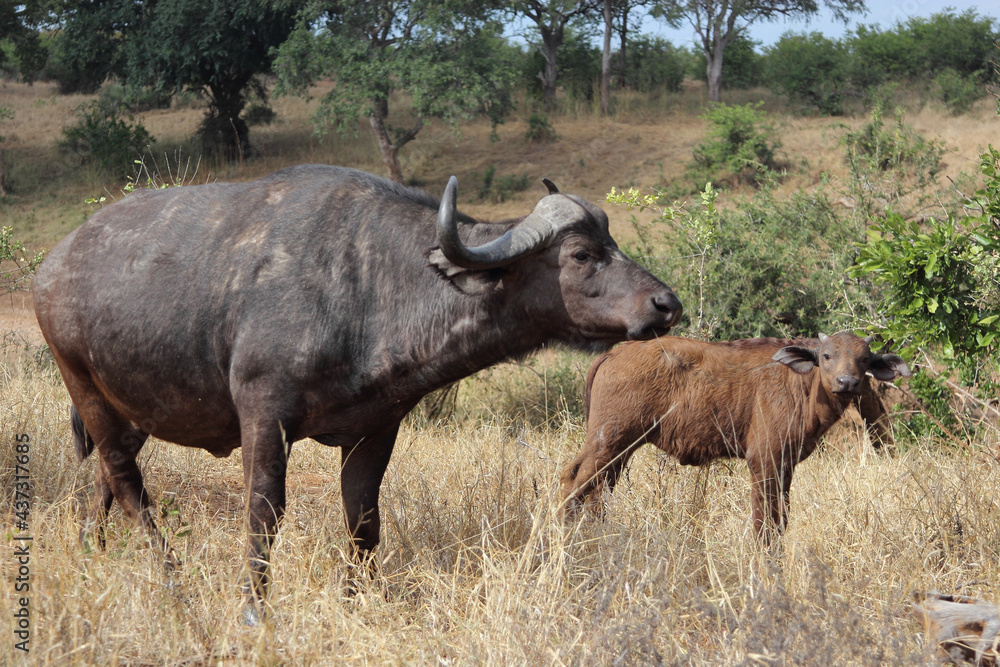 Kaffernbüffel / African buffalo / Syncerus caffer. Kaffernbüffel / African buffalo / Syncerus caffer.