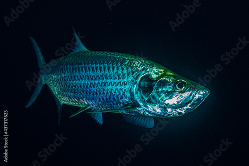 A shiny silver tarpon shot at night. The large reflective fish was hanging out in the shallow water on the coastline of Grand Cayman photo