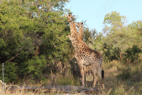 Photography Giraffe / Giraffe / Giraffa camelopardalis