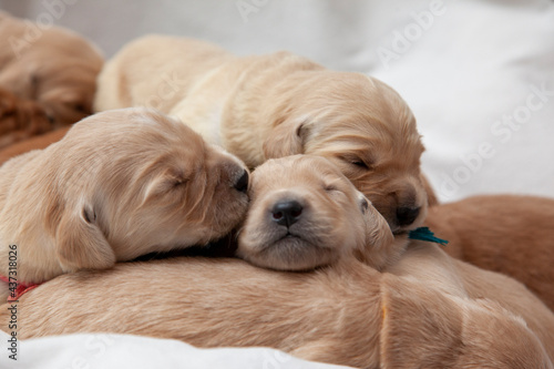 kissing sleeping pups