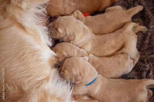 Litter of newborn golden puppies nursing © Rusty
