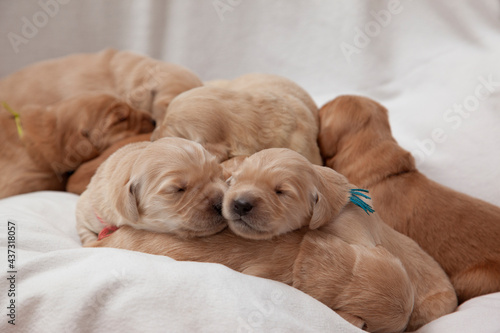puppies in the foreground