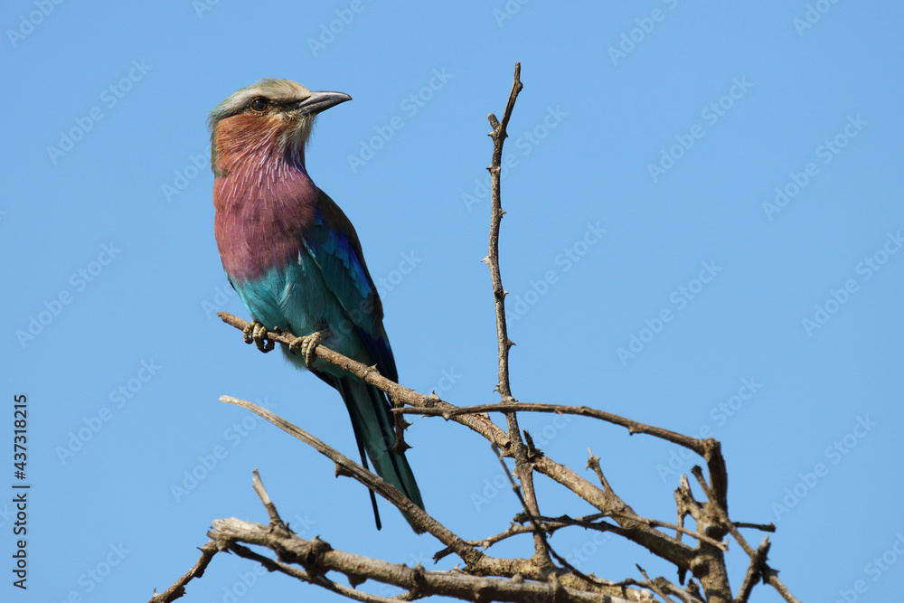 Fototapeta premium Gabelracke / Lilacbreasted roller / Coracias caudata