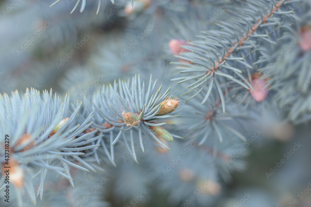 Branches of a blue spruce close-up. Young purple cones of blue spruce in spring. Branches of a blue spruce close-up. Young purple cones of blue spruce in spring.