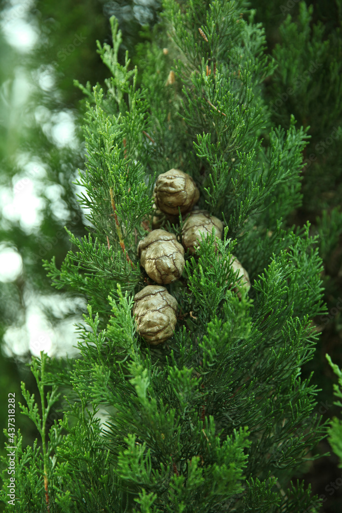 Fresh natural cypress branch with cones in the summer forest