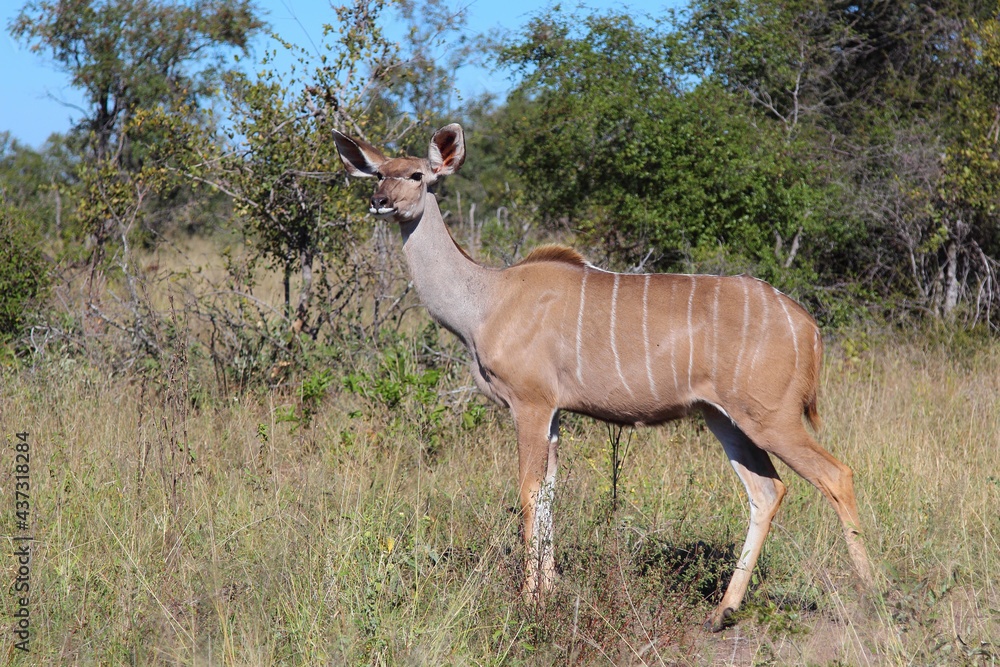 Fototapeta premium Großer Kudu / Greater kudu / Tragelaphus strepsiceros.