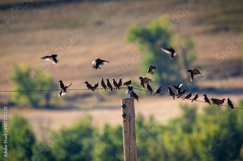 flock of starlings