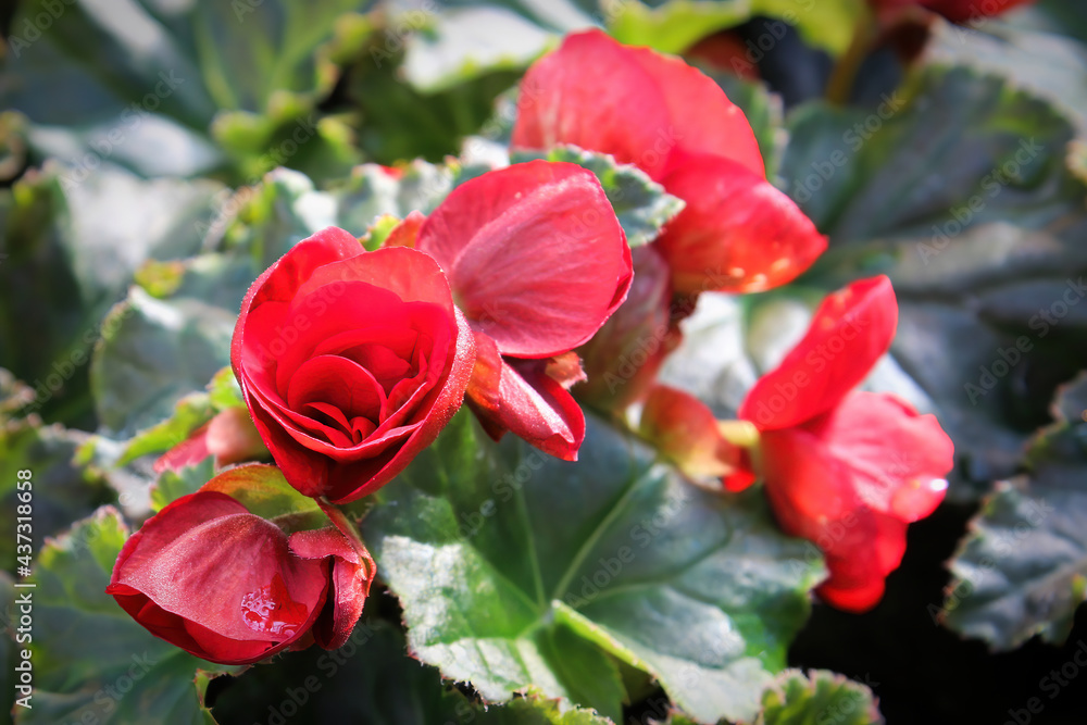 Potted red begonia flowers opening their blossoms