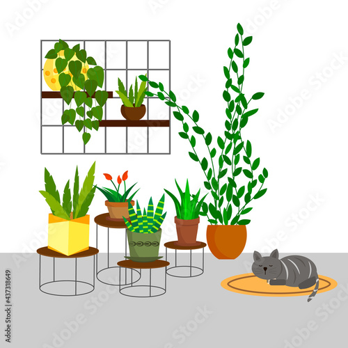 Green plants in pots in the home interior. Flowers and plants home garden. Vector illustration. For use in flower shops, florist studios, brochures, flyers, promotional illustrations, books and covers