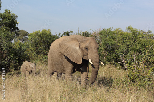 Afrikanischer Elefant / African elephant / Loxodonta africana....