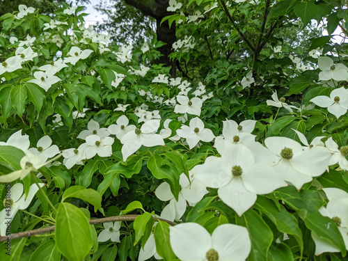 white flowers in the garden