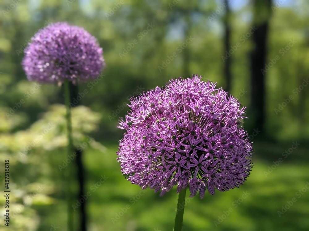 Fototapeta premium flower