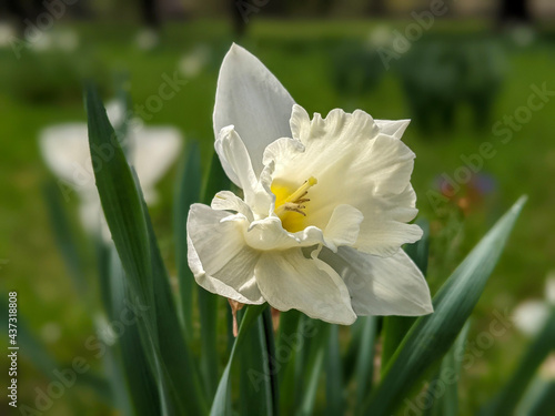 white narcissus in the garden