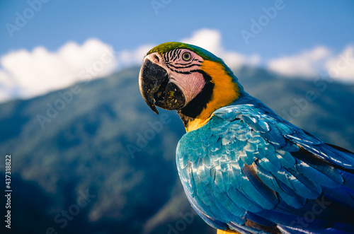 Guacamaya 212 photo