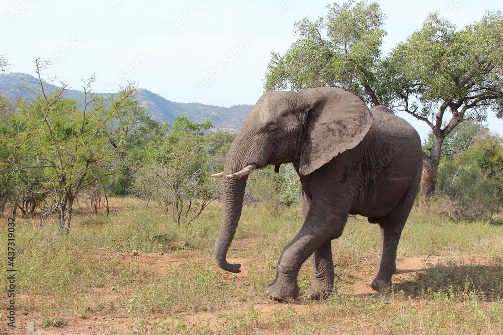 Fototapeta premium Afrikanischer Elefant / African elephant / Loxodonta africana