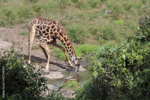 Canvas Print Giraffe / Giraffe / Giraffa camelopardalis