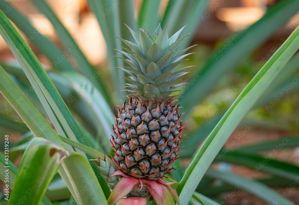 Pineapple fruit Pineapple fruit