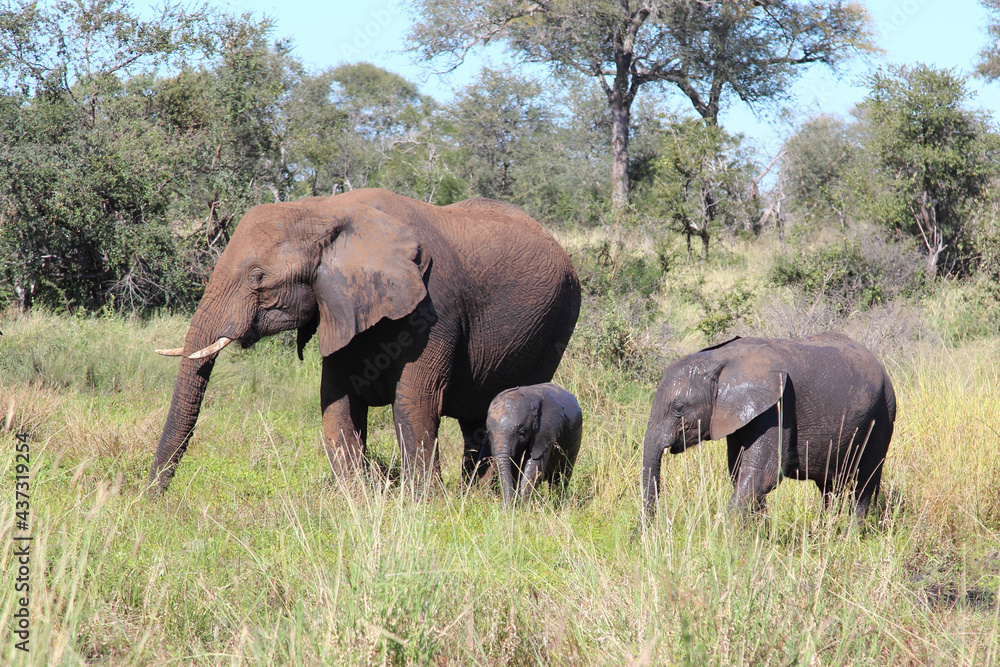 Afrikanischer Elefant / African elephant / Loxodonta africana... Afrikanischer Elefant / African elephant / Loxodonta africana...