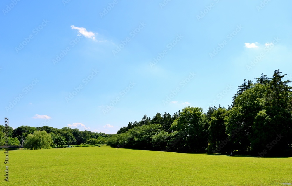 初夏　緑　風景