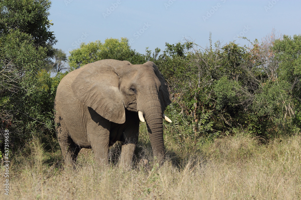 Afrikanischer Elefant / African elephant / Loxodonta africana Afrikanischer Elefant / African elephant / Loxodonta africana