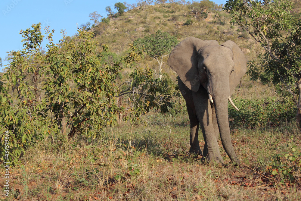 Obraz premium Afrikanischer Elefant / African elephant / Loxodonta africana