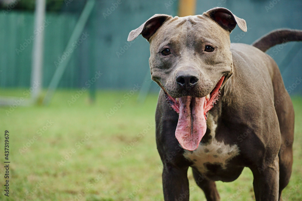 Pitbull dog in the park with green grass and bars around. Pit bull playing in the dog place. Selective focus. Pitbull dog in the park with green grass and bars around. Pit bull playing in the dog place. Selective focus.