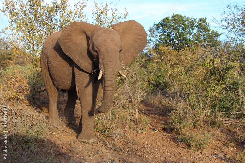 Fototapeta premium Afrikanischer Elefant / African elephant / Loxodonta africana