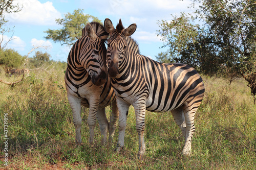 Steppenzebra   Burchell s zebra   Equus burchellii