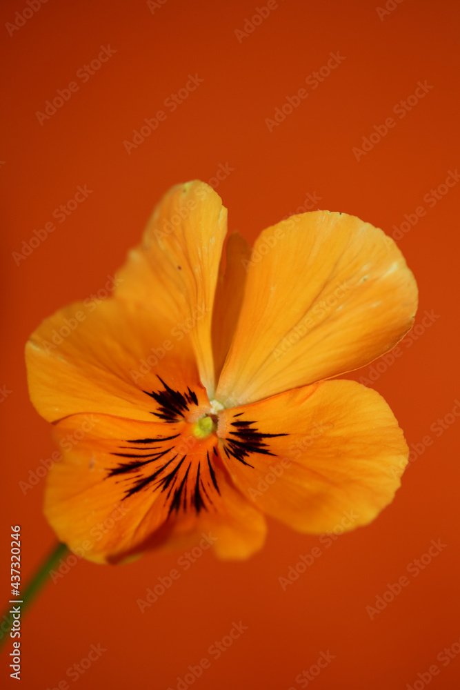 Orange viola flower blossom family violaceae close up botanical background modern high quality big size print Orange viola flower blossom family violaceae close up botanical background modern high quality big size print